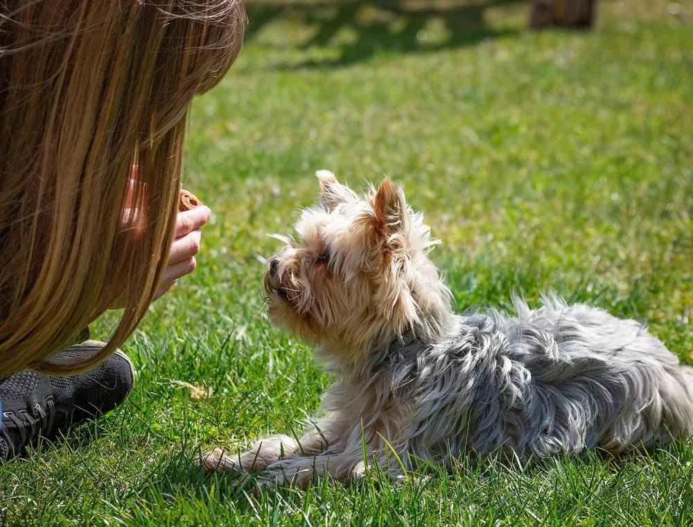 Eine Frau übt aufmerksam mit einem kleinen Terrier auf einer grünen Wiese